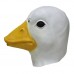 White Duck White Duck