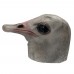 Ostrich