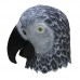 Grey Parrot