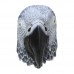 Grey Parrot
