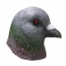 Pigeon