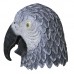 Grey Parrot
