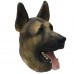 Alsatian Dog