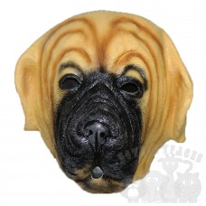 French Bull Dog French Bull Dog