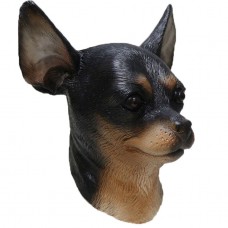 Chihuahua Dog Chihuahua Dog