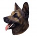 German Sheperd Dog