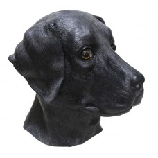 Black Labrador Dog