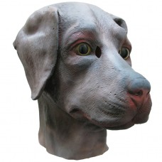 Chocolate Labrador Dog