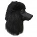 Black Poodle Dog