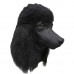 Black Poodle Dog