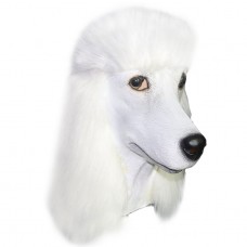 White Poodle Dog