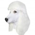 White Poodle Dog