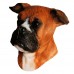 Boxer Dog