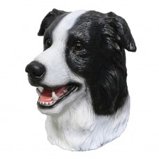 Border Collie Dog Border Collie Dog