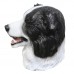 Border Collie Dog