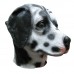 Dalmatian Dog Dalmatian Dog