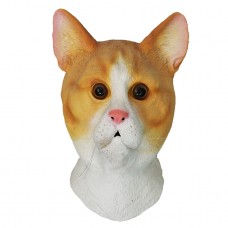 Ginger Cat Ginger Cat