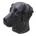 Black Labrador Dog